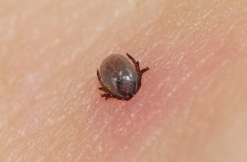 Клещи не сдаются: за неделю паразиты покусали 133 туляка