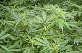 Безработный туляк возделывал конопляную плантацию