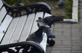 Погода в Туле 5 сентября: жарко и ветрено