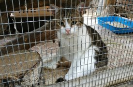 Котик-наркокурьер «сидит» в Новомосковском зоопарке
