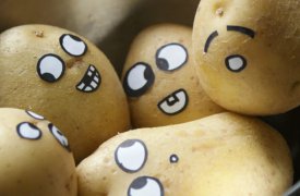 Из-за плохого урожая в Туле может вырасти цена на картошку