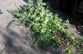 Житель Богородицка выращивал коноплю на своём участке