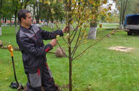 В Туле на улице Советской посадят липы