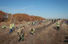 На Куликовом поле высадили 6000 дубов