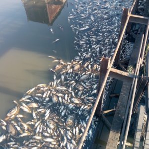 Рыба в Кимовском рыбхозе погибла из-за нехватки кислорода