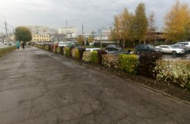 На ул. Октябрьской в Туле посадили живую изгородь