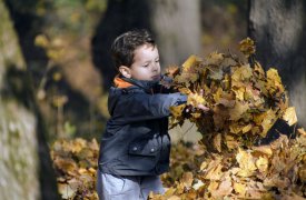 В Туле продолжаются работы по сбору и вывозу опавшей листвы