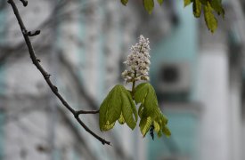 В одной части Тулы идёт снег, в другой — цветут каштаны
