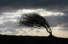 Метеопредупреждение МЧС: в Туле ожидаются сильные порывы ветра