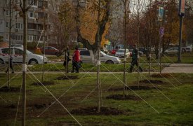На улице Лейтейзена высадили 45 кленов