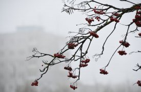 Погода в Туле 7 ноября: туманно и холодно