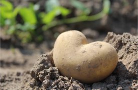 Тульская область лидирует по сбору рапса и картошки