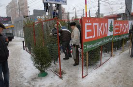 Елочные базары в Туле начнут работать с 20 декабря