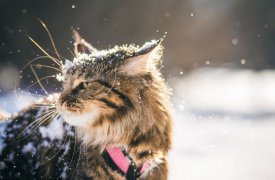 Погода в Туле 23 ноября: -2° и высокое давление