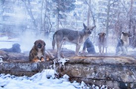 В Туле продолжается отлов бродячих собак