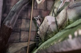 Тульский экзотариум предлагает «прокачать Новый год»