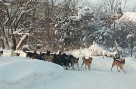 В тульском посёлке Скуратово отловили стаю безнадзорных собак