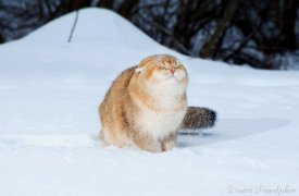 Погода в Туле 21 января: метель, ночью и днем до -11°С