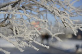 Погода в Туле 28 января: снег и ветер