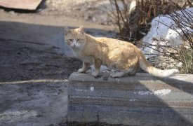 Чего ждать тулякам от марта: зимы или весны?
