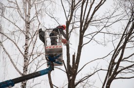 Жители одного из тульских домов попросили главу администрации кронировать деревья