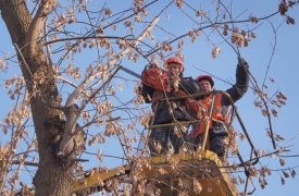 В Туле будут правильно кронировать деревья