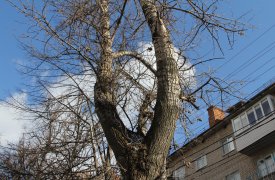 По просьбе жителей домов по ул. Н. Руднева удалят два старых тополя