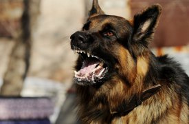 Где в Тульской области можно бесплатно привить питомца от бешенства