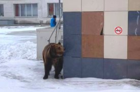 По улицам Тулы гуляет медведь