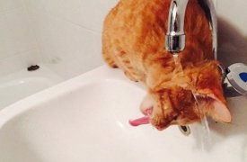 20 марта в Горелках не будет воды