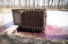 Средний пруд в Ясной Поляне окрасился в малиновый цвет. ВИДЕО