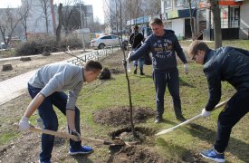 В Туле появилась рябиновая «Аллея Мира»