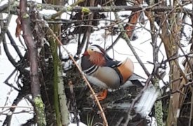 На болоте в Скуратово живет утка-мандаринка