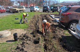 В Туле возле Городского концертного зала появилась живая изгородь