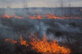 В Тульской области двое мужчин устроили самовольный пал травы