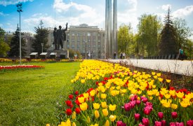 В Туле зацвели 150 тысяч тюльпанов