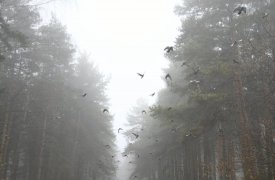 Погода в Туле 12 мая: туман и дождь