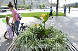 В Туле высадят 296 тысяч цветов