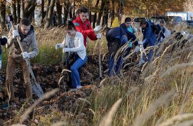 До конца года в Тульской области восстановят 116 гектаров леса