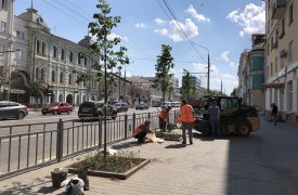 На проспекте Ленина в Туле высаживают 4-метровые саженцы липы