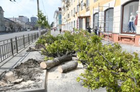 В Туле на проспекте Ленина заменяют больные и засохшие липы