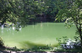 В пруд Платоновского парка сбрасывали сточные воды