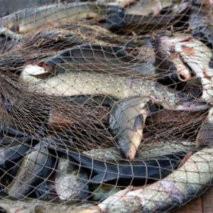 Житель Дубны незаконно выловил из водохранилища 10 кг рыбы