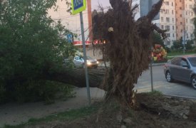 В Туле на ул. Кауля огромное дерево рухнуло поперек дороги