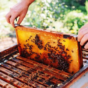 В Тульской области массово гибнут пчелы