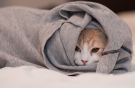 Погода в Туле 30 июля: самый холодный день лета