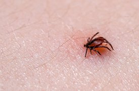 Укусы клещей продолжаются: за неделю зарегистрировано 373 случая