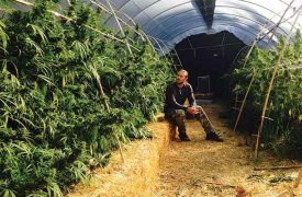 Ароматные кусты: более 500 кустов конопли уничтожили под Тулой