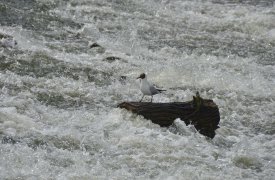 Сброс сточных вод в реку Рогожка в Туле ликвидирован