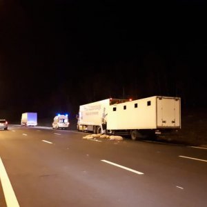«Животное» ДТП в Тульской области: водитель погиб, а поросят раскидало по трассе